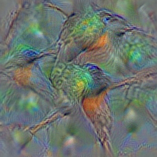 n01843065 jacamar